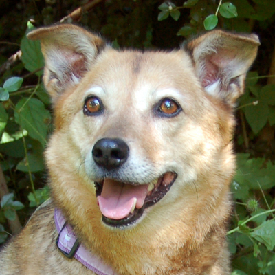 Biene Maja, Mischling - Hündin