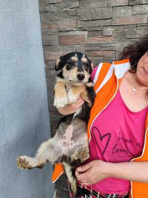 Biene, ein kleines Hundemädchen sucht ihre Familie
