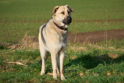 Big Ares, Schäfer-Pyrenäenberghund - Rüde