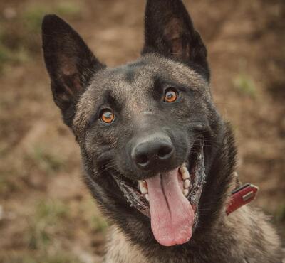 Big Noz junger Malinois Rüde sucht sportliches Zuhause, Malinois - Rüde