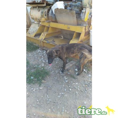 Biggi geb. 12/2019 sucht ihr Körbchen Welpen - Hündin