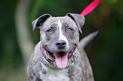 Bijou, Pittbull Mischling - Hündin