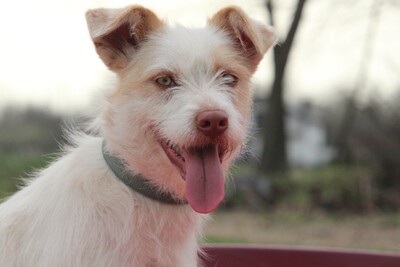 Bilana, Mischling - Hündin