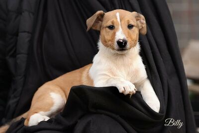 Billy, Jack Russel Mischling - Rüde