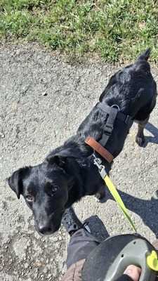 Billy sucht seine Herzensmenschen, Mischling - Rüde