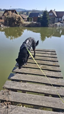 Billy sucht seine Herzensmenschen, Mischling - Rüde
