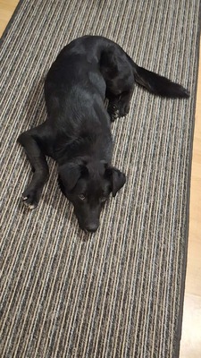 Billy sucht seine Herzensmenschen, Mischling - Rüde