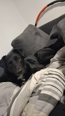 Billy sucht seine Herzensmenschen, Mischling - Rüde