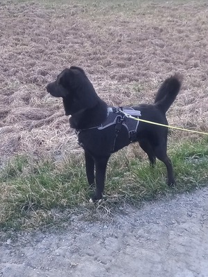 Billy sucht seine Herzensmenschen, Mischling - Rüde