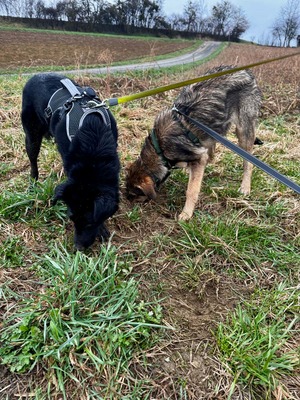 Billy sucht seine Herzensmenschen, Mischling - Rüde