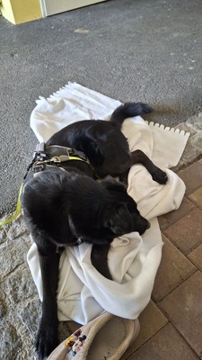 Billy sucht seine Herzensmenschen, Mischling - Rüde