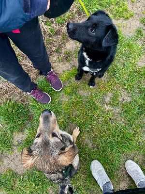 Billy sucht seine Herzensmenschen, Mischling - Rüde