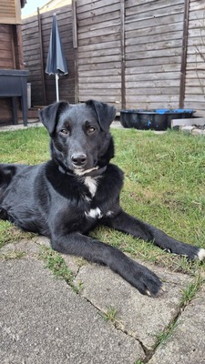 Billy sucht seine Herzensmenschen, Mischling - Rüde