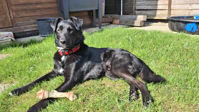 Billy sucht seine Herzensmenschen, Mischling - Rüde