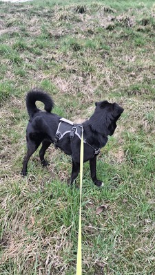 Billy sucht seine Herzensmenschen, Mischling - Rüde