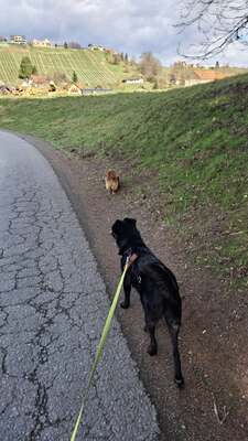 Billy sucht seine Herzensmenschen, Mischling - Rüde