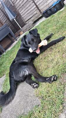 Billy sucht seine Herzensmenschen, Mischling - Rüde