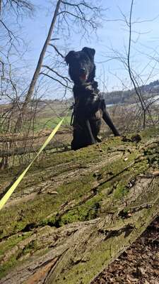 Billy sucht seine Herzensmenschen, Mischling - Rüde
