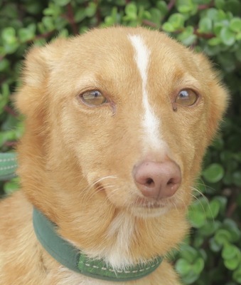 Bimba, Mix - Hündin