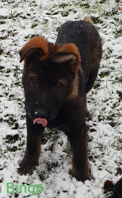 Bingo, Deutscher Schäferhund Welpen - Rüde