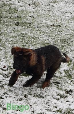 Bingo, Deutscher Schäferhund Welpen - Rüde