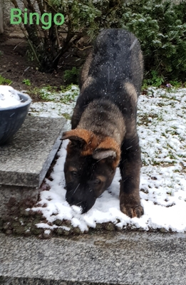 Bingo, Deutscher Schäferhund Welpen - Rüde