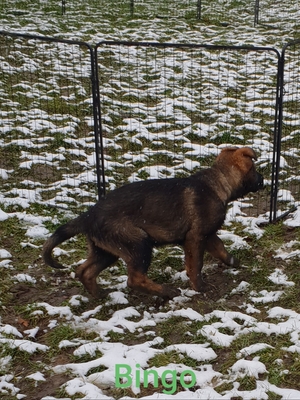 Bingo, Deutscher Schäferhund Welpen - Rüde