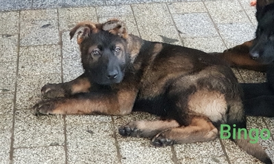 Bingo, Deutscher Schäferhund Welpen - Rüde