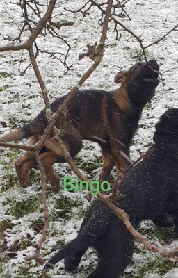 Bingo, Deutscher Schäferhund Welpen - Rüde