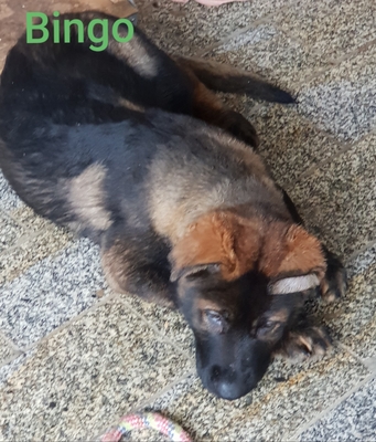 Bingo, Deutscher Schäferhund Welpen - Rüde