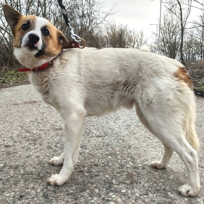 💥Bingo ist ein kleiner Sonnenschein, der alle mit Liebe und Zuneigung erfüllt 🐶, Mischling - Rüde