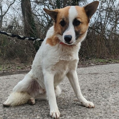 💥Bingo ist ein kleiner Sonnenschein, der alle mit Liebe und Zuneigung erfüllt 🐶, Mischling - Rüde