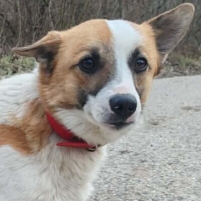 💥Bingo ist ein kleiner Sonnenschein, der alle mit Liebe und Zuneigung erfüllt 🐶, Mischling - Rüde