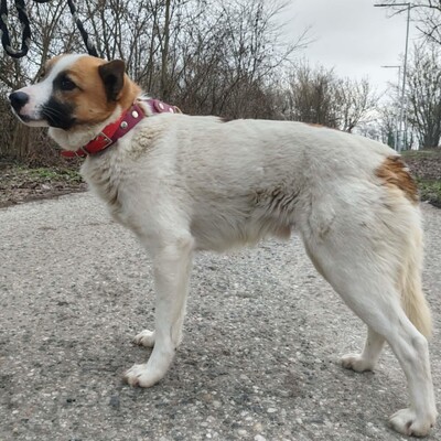 💥Bingo ist ein kleiner Sonnenschein, der alle mit Liebe und Zuneigung erfüllt 🐶, Mischling - Rüde