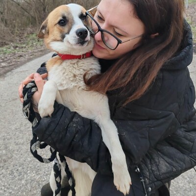💥Bingo ist ein kleiner Sonnenschein, der alle mit Liebe und Zuneigung erfüllt 🐶, Mischling - Rüde