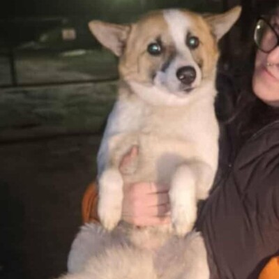 💥Bingo ist ein kleiner Sonnenschein, der alle mit Liebe und Zuneigung erfüllt 🐶, Mischling - Rüde