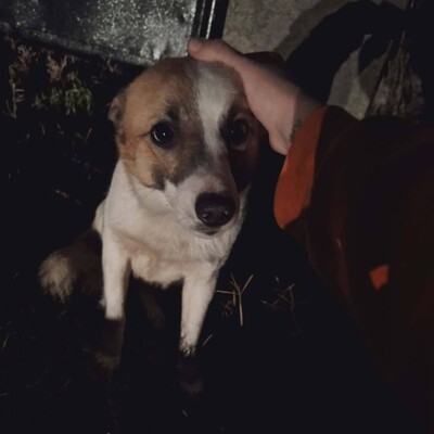 💥Bingo ist ein kleiner Sonnenschein, der alle mit Liebe und Zuneigung erfüllt 🐶, Mischling - Rüde