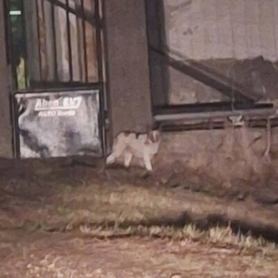 💥Bingo ist ein kleiner Sonnenschein, der alle mit Liebe und Zuneigung erfüllt 🐶, Mischling - Rüde