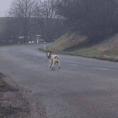💥Bingo ist ein kleiner Sonnenschein, der alle mit Liebe und Zuneigung erfüllt 🐶, Mischling - Rüde