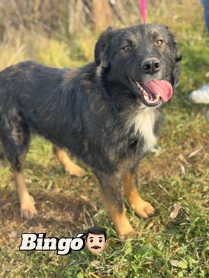 Bingo sucht aktive Familie, Border-Collie-Mischling - Rüde