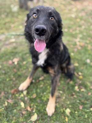 Bingo sucht aktive Familie, Border-Collie-Mischling - Rüde