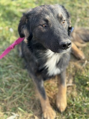 Bingo sucht aktive Familie, Border-Collie-Mischling - Rüde
