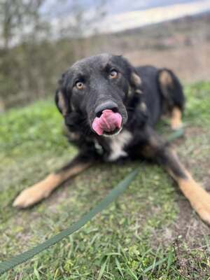 Bingo sucht aktive Familie, Border-Collie-Mischling - Rüde
