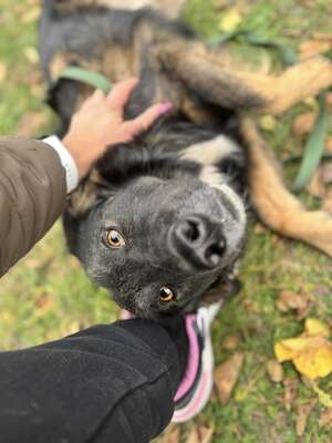 Bingo sucht aktive Familie, Border-Collie-Mischling - Rüde