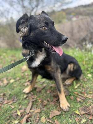 Bingo sucht aktive Familie, Border-Collie-Mischling - Rüde