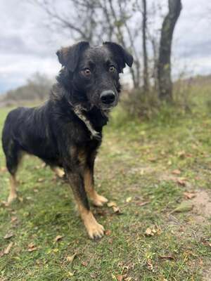 Bingo sucht aktive Familie, Border-Collie-Mischling - Rüde