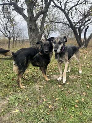 Bingo sucht aktive Familie, Border-Collie-Mischling - Rüde