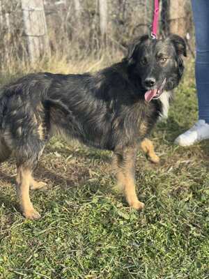 Bingo sucht aktive Familie, Border-Collie-Mischling - Rüde