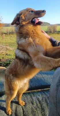 Biondo, Mischling - Rüde