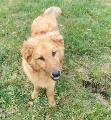 Biondo, Mischling - Rüde